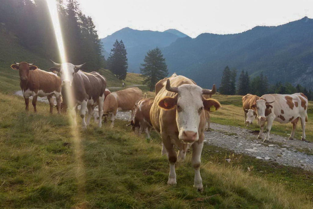 Es gibt in Österreich noch ca. 150.000 Bauernhöfe. Familie Geiersberger lädt Groß und Klein herzlich ein, bei einem gemeinsamen Gesprächs- und Mitmachnachmittag dem Thema Bauernhof genauer auf den Grund zu gehen.